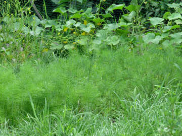 Garden fennel №31427