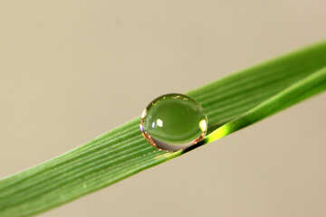 A drop of dew №31118