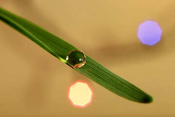 A drop of dew on the grass №31120