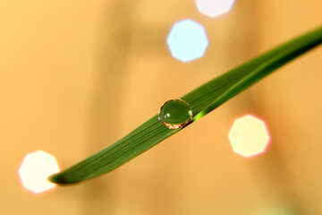 Dew drop on green grass №31119