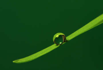 A drop of water on the grass №31112