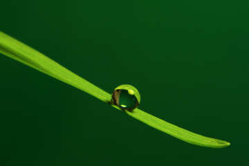 A drop of water on the grass №31113