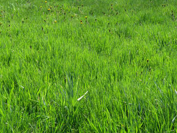 Lawn grass №31126