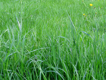 Grass №31128