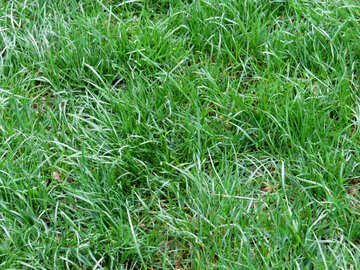 緑の芝生 №31328