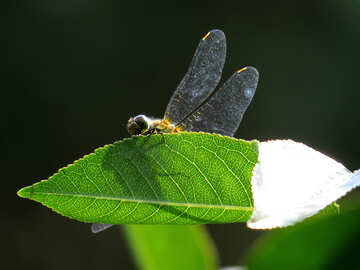 Dragonfly on leaf №31423