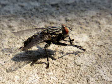 Велика муха №31529