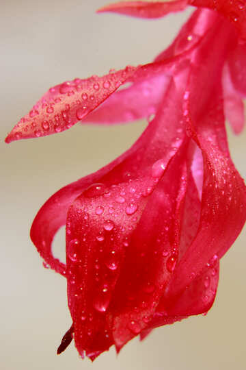 Schlumbergera flower close-up №31079