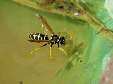 Wasp on the water №31403