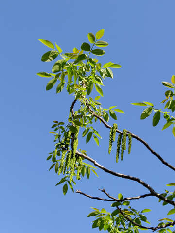 Flowering tree nut №31443