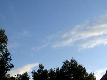 Cielo con nuvole sopra la foresta №31536