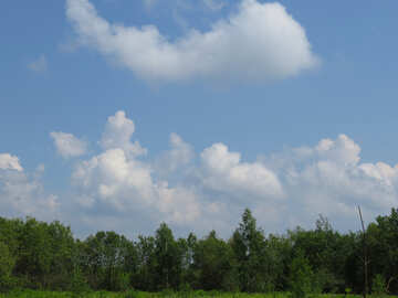 Cielo nublado en el bosque №31564