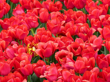 Tulipanes rojos №31307