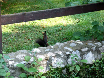 Eichhörnchen im Park №31710