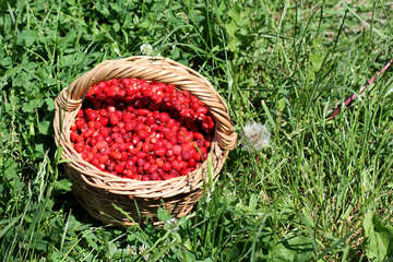 Harvest of strawberries №31484