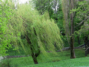 Willow tree №31224