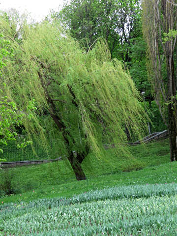 Willow hanging tree branches