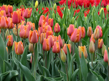 Los tulipanes florecen №31285