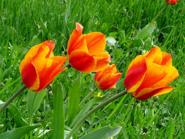 Colores de tulipán de fuego №31196