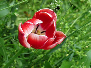 Tulipe dans l`herbe №31171