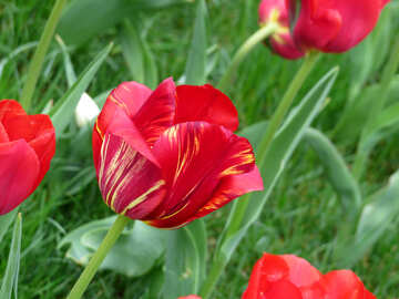 Tulipán №31148