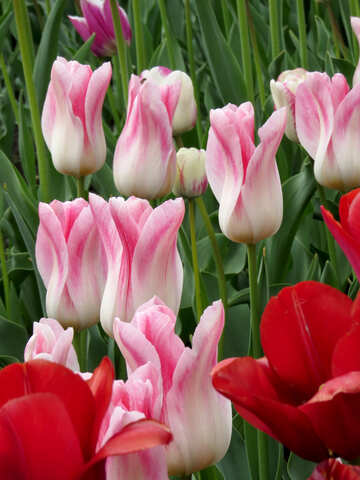 Tulipes №31164