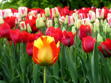 Tulips №31238