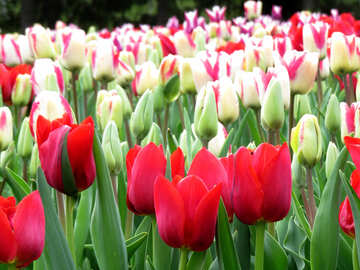 Tulips №31241