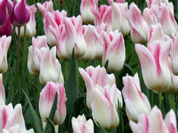 Belle tulipani №31154