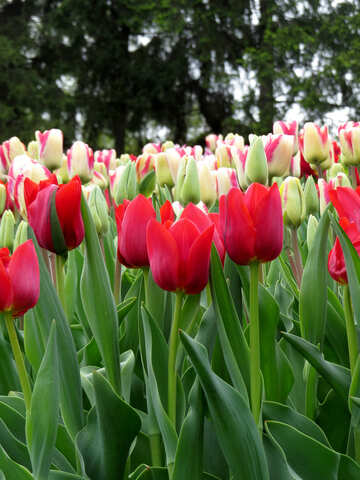 Fioritura di tulipani №31240
