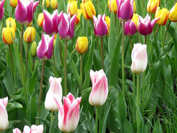 Tulipanes colores №31160