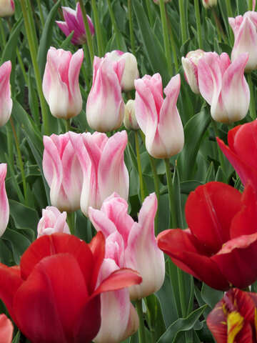 Tulipanes en postal №31166