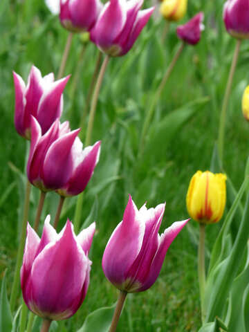 Primavera tulipani №31149