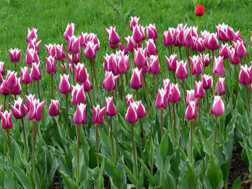 Tulips №31229
