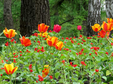Tulipes sauvages №31330