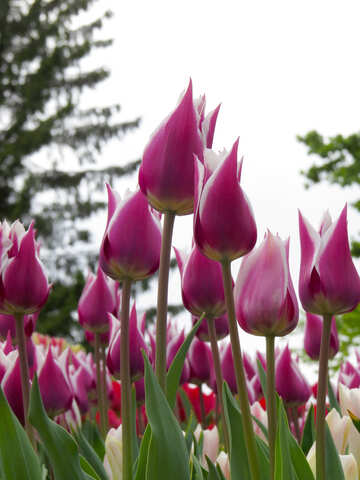 Tulips №31246