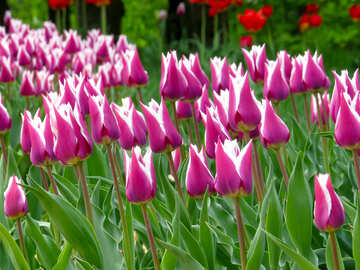 Tulipanes bicolor №31254