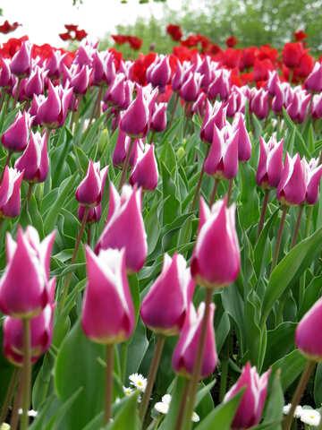 Campo de tulipanes №31251