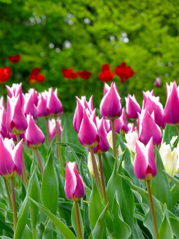 Jardín tulipanes №31253