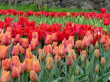 Los tulipanes florecen №31284