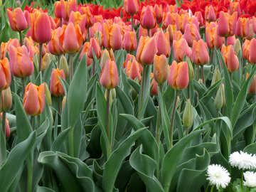 Los tulipanes florecen en la primavera №31286