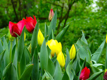 Tulips №31337