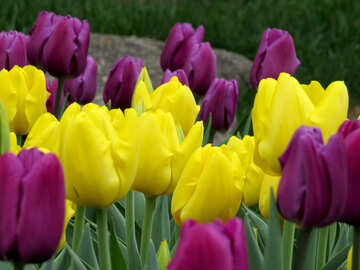 Hermosos tulipanes №31270
