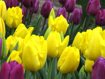 Les fleurs sont des tulipes