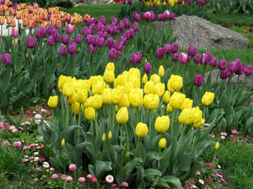 Tulipanes de primavera №31265