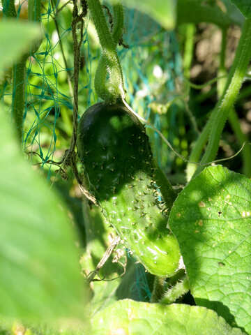 Green cucumber №31063