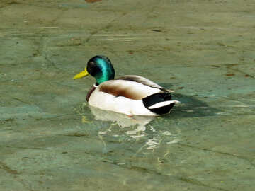 Wild duck №31386