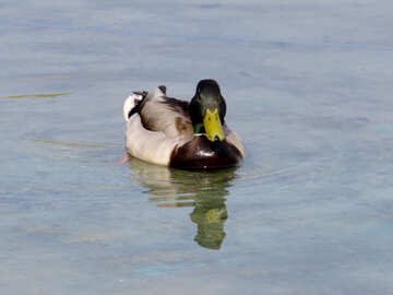 Wild duck swims №31354