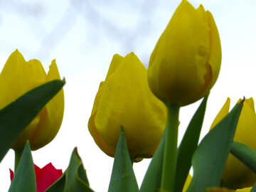 Жовті тюльпани №31334