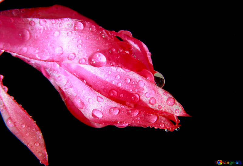 Fiore rosso di rugiada sfondo №31074